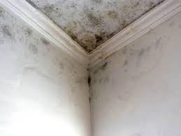 Best Mold Prevention Services  in Fayetteville, NY